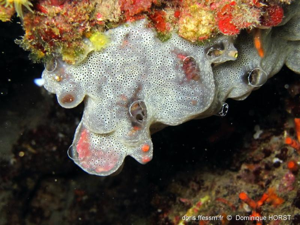 <i>Diplosoma spongiforme</i> (Giard, 1872) © doris.ffessm.fr © Dominique Horst