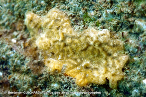 <i>Didemnum coriaceum</i> (Drasche, 1883) © Benjamin GUICHARD/Agence des aires marines protégées