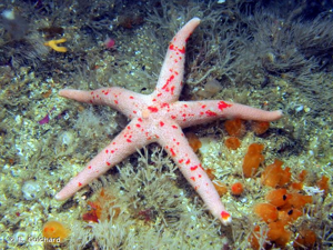 <i>Henricia oculata</i> (Pennant, 1777) © B. Guichard