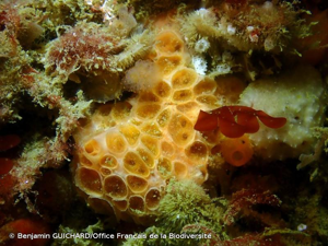 <i>Phorbas fictitius</i> (Bowerbank, 1866) © Benjamin GUICHARD/Office Français de la Biodiversité
