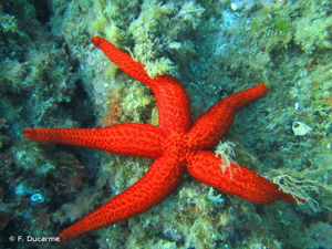 <i>Echinaster </i>(<i>Echinaster</i>)<i> sepositus</i> (Retzius, 1783) © F. Ducarme