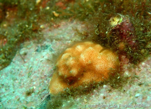 <i>Cellepora pumicosa</i> (Pallas, 1766) © doris.ffessm.fr © Frédéric ANDRE