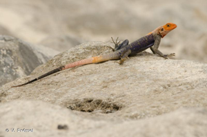 <i>Agama agama</i> (Linnaeus, 1758) © V. Prémel