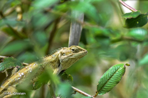 <i>Calotes versicolor</i> (Daudin, 1802) © M. Ghislain