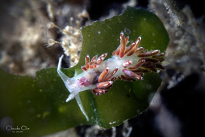 <i>Facelina auriculata</i> (Müller, 1776) © 