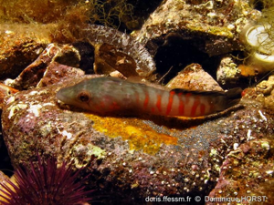 <i>Lepadogaster candolii</i> Risso, 1810 © doris.ffessm.fr © Dominique Horst