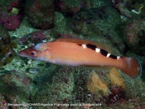 <i>Anilocra frontalis</i> H. Milne Edwards, 1840 © Benjamin GUICHARD/Agence Française pour la Biodiversité