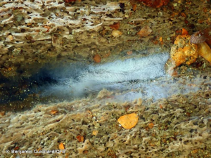 <i>Havrella mirabilis</i> (Cohn) G.Breton & P.Saulot, 1986 © Benjamin Guichard/OFB