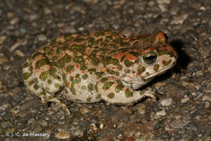<i>Bufotes viridis</i> (Laurenti, 1768) © J.-C. de Massary