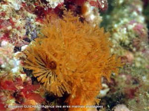 <i>Bugulina flabellata</i> (Thompson <i>in</i> Gray, 1848) © Benjamin GUICHARD/Agence des aires marines protégées