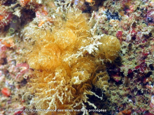 <i>Bugulina turbinata</i> (Alder, 1857) © Benjamin GUICHARD/Agence des aires marines protégées