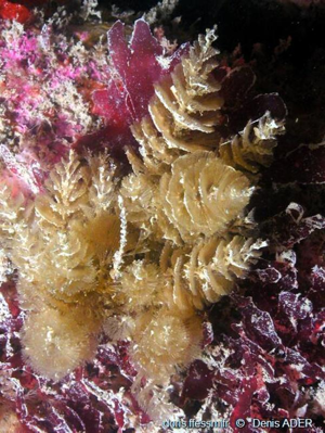 <i>Crisularia plumosa</i> (Pallas, 1766) © doris.ffessm.fr © Denis Ader