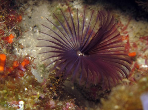 <i>Acromegalomma vesiculosum</i> (Montagu, 1813) © C. Quintin