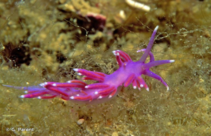 <i>Edmundsella pedata</i> (Montagu, 1816) © G. Parent