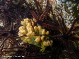 <i>Stelligera montagui</i> van Soest, Hooper & Butler, 2020 © Benjamin Guichard/OFB