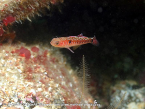 <i>Pomatoschistus flavescens</i> (Fabricius, 1779) © Benjamin GUICHARD/Agence des aires marines protégées