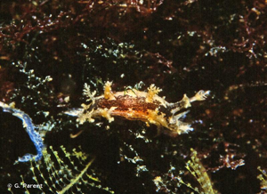 <i>Duvaucelia manicata</i> (Deshayes, 1853) © G. Parent