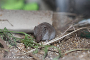<i>Crocidura russula</i> (Hermann, 1780) © V. Prié - Association Caracol