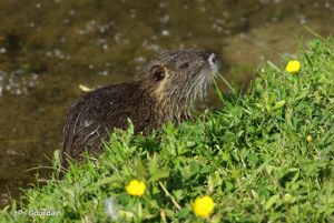 <i>Myocastor coypus</i> (Molina, 1782) © P. Gourdain