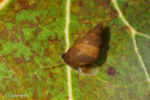 <i>Potamopyrgus antipodarum</i> (Gray, 1843) © L. Léonard
