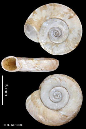 <i>Planorbis planorbis</i> (Linnaeus, 1758) © R. GERBER