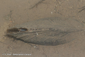 <i>Anodonta anatina</i> (Linnaeus, 1758) © V. Prié - Association Caracol