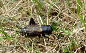 <i>Gryllus campestris</i> Linnaeus, 1758 © O. Roquinarc'h