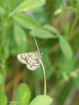 <i>Chiasmia clathrata</i> (Linnaeus, 1758) © A. Lacoeuilhe