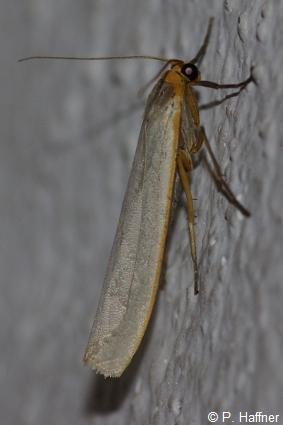 <i>Eilema caniola</i> (Hübner, 1808) © P. Haffner