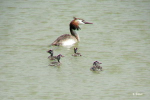 <i>Podiceps cristatus</i> (Linnaeus, 1758) © S. Siblet