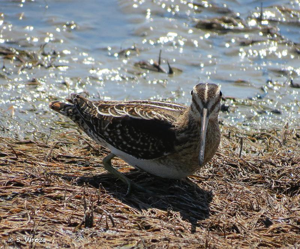 <i>Gallinago gallinago</i> (Linnaeus, 1758) © S. Wroza