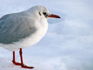 <i>Chroicocephalus ridibundus</i> (Linnaeus, 1766) © S. Wroza