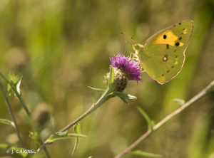 <i>Colias crocea</i> (Geoffroy <i>in</i> Fourcroy, 1785) © J. LAIGNEL