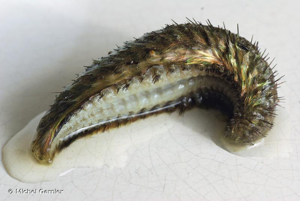 <i>Aphrodita aculeata</i> Linnaeus, 1758 © Michel Garnier