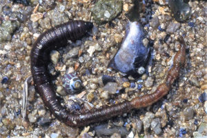 <i>Arenicola marina</i> (Linnaeus, 1758) © Michel Garnier