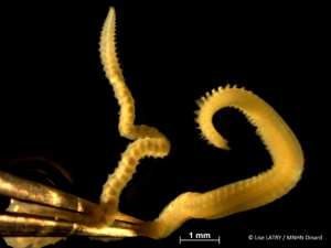 <i>Aonides oxycephala</i> (Sars, 1862) © L. Latry - MNHN Dinard
