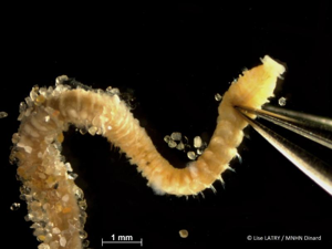 <i>Spiophanes bombyx</i> (Claparède, 1870) © L. Latry - MNHN Dinard