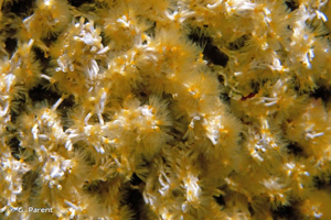 <i>Filograna implexa</i> Berkeley, 1835 © G. Parent