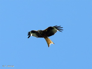 <i>Milvus milvus</i> (Linnaeus, 1758) © S. Wroza