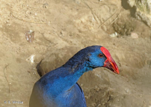 <i>Porphyrio porphyrio</i> (Linnaeus, 1758) © S. Wroza