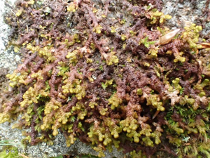<i>Ptilidium ciliare</i> (L.) Hampe, 1836 © H. TINGUY