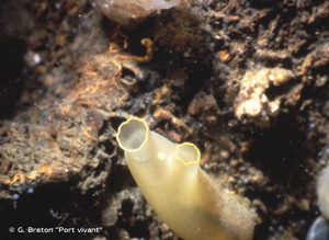 <i>Ciona intestinalis</i> (Linnaeus, 1767) © G. Breton