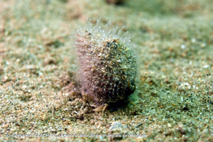 <i>Hydractinia echinata</i> (Fleming, 1828) © Benjamin GUICHARD/Agence des aires marines protégées