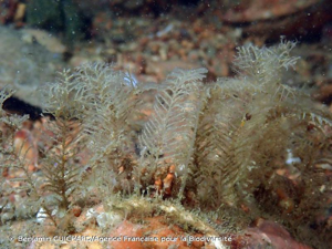 <i>Abietinaria abietina</i> (Linnaeus, 1758) © Benjamin GUICHARD/Agence Française pour la Biodiversité