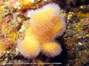 <i>Alcyonium digitatum</i> Linnaeus, 1758 © Benjamin GUICHARD/Agence des aires marines protégées