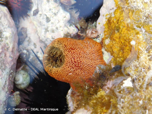 <i>Actinia fragacea</i> Tugwell, 1856 © C. Delnatte - DEAL Martinique
