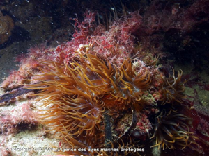 <i>Aiptasia mutabilis</i> (Gravenhorst, 1831) © Benjamin GUICHARD/Agence des aires marines protégées