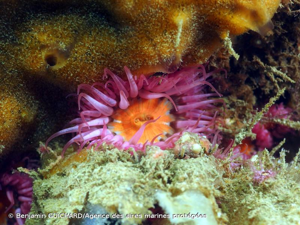 <i>Sagartia elegans</i> (Dalyell, 1848) © Benjamin GUICHARD/Agence des aires marines protégées