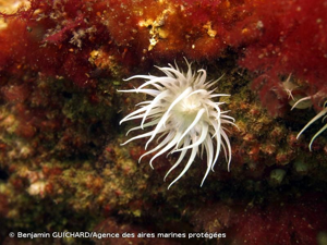 <i>Actinothoe sphyrodeta</i> (Gosse, 1858) © Benjamin GUICHARD/Agence des aires marines protégées