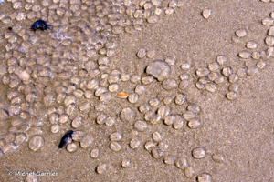<i>Pleurobrachia pileus</i> (O. F. Müller, 1776) © Michel Garnier